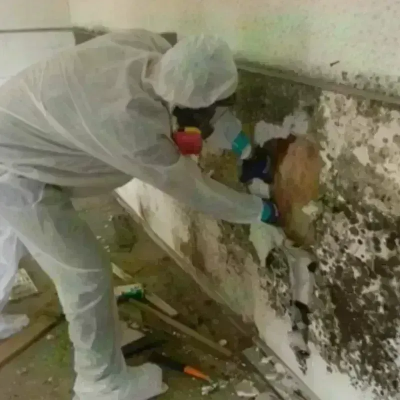 Mold Remediation and Removal in Mayfield, PA